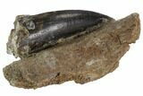 Tyrannosaur (Nanotyrannus) Tooth On Bone Fragement #91366-2